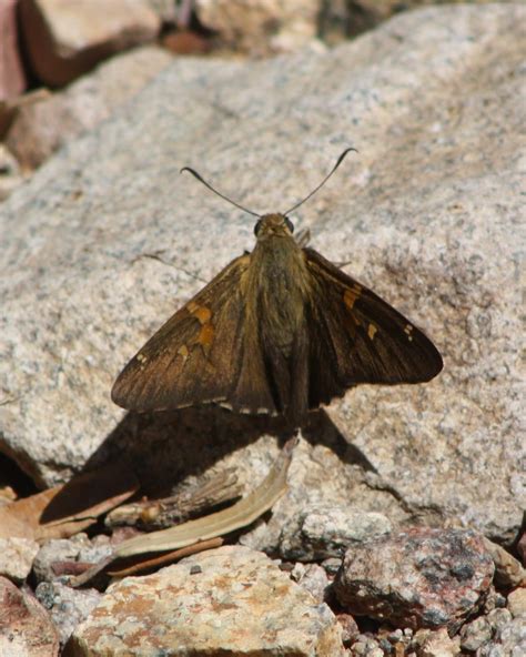 BirdsEye Photography: Review Photos