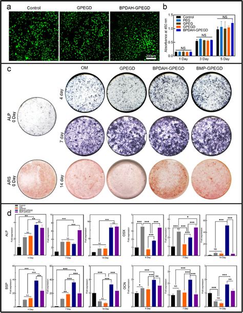 In Vitro Cell Adhesion Proliferation And Differentiation On Hydrogel