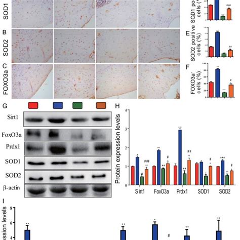 Overexpression Of Sirt1 In MSCs Largely Corrects 1 25 OH 2D