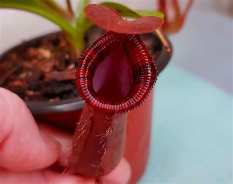 Nepenthes Lowii X Ventricosa Red Pitcher Plant Live Plant