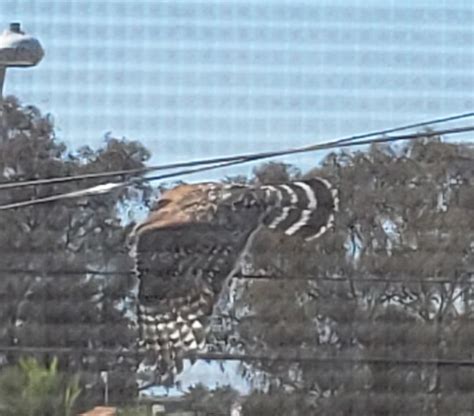 identify  bird rwhatsthisbird