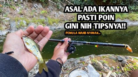 Berburu Babon Wader Lagi Apakah Poin Mancing Wader Pakai Teknik