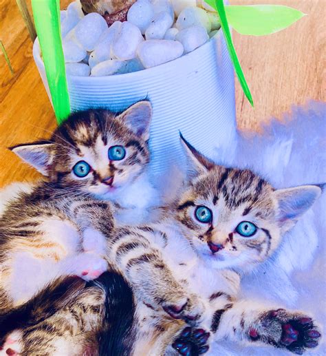 Enchanting Siberian Forest x Bengal Hypoallergenic Kittens For Sale