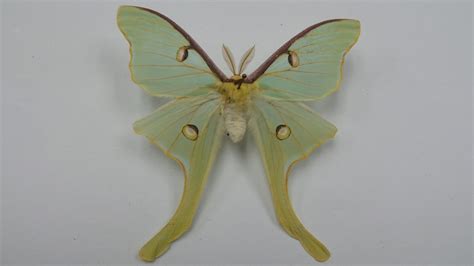 Actias luna (Male) – BugMania