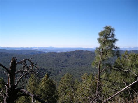 Arizona Pine Forests - Flying The Koop