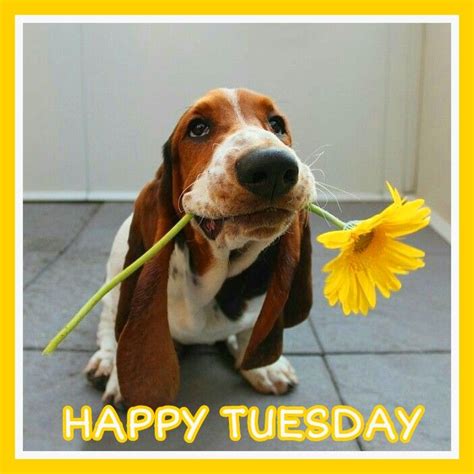 Happy Tuesday Meme Dog