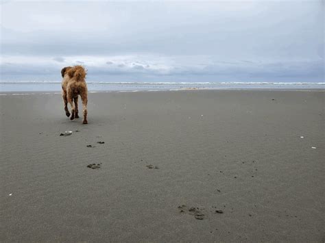 Wochenend-Camping-Trip: Copalis Beach, WA - ustophere