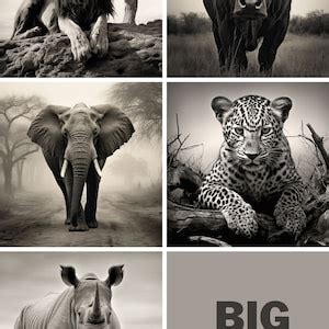 Big 5 African Animals Black and White Digital Print Lion Buffalo ...