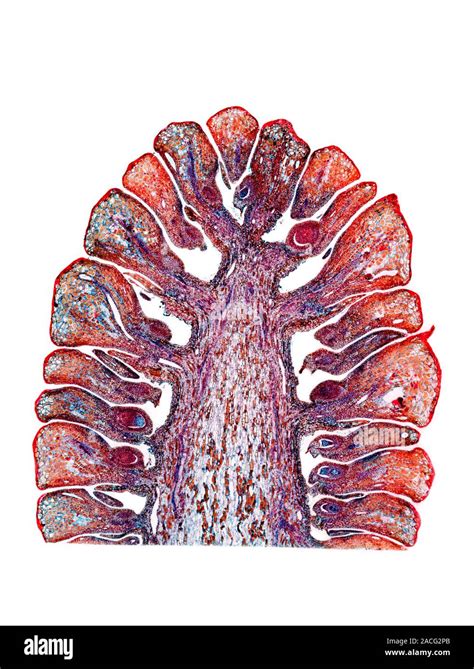 Female Pine Cone Light Micrograph Of A Longitudinal Section Through