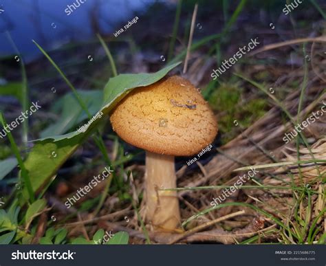 Small Edible Brown Mushroom Armillaria Mellea Stock Photo 2215686775