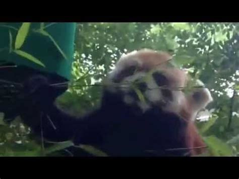 Red Panda - Zoo Atlanta