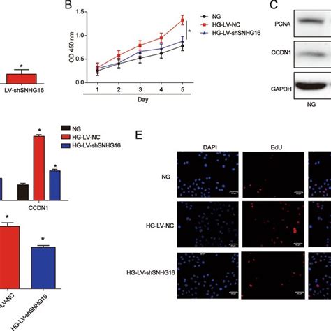 Effect Of Snhg On Mesangial Cell Proliferation A The Expression