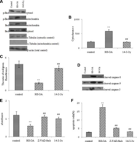 14 3 3 γ was involved in the subcellular location of Bad cytochrom c