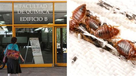 Denuncias De Chinches En La UNAM Obligan Al Cierre Temporal De La