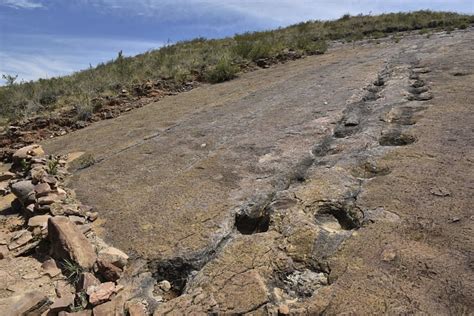 États Unis la sécheresse laisse apparaître des traces de dinosaures