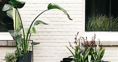 Een Strelitzia In Huis Zo Verzorg Je De Paradijsvogelplant Vtwonen