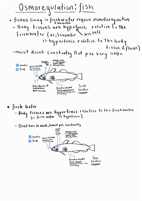 Summary Notes Osmoregulation And The Human Body Biol Studocu