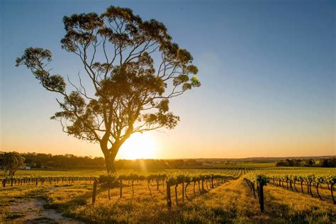 barossa valley  mclaren vale wine regions south australia odyssey