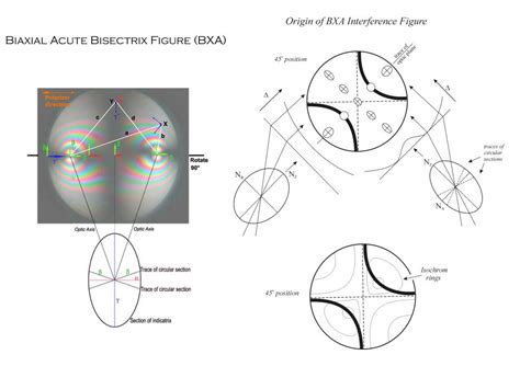 PPT - Biaxial Minerals Francis 2013 PowerPoint Presentation, free ... 