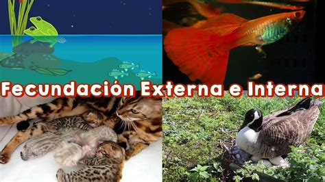 Animales Con Fecundación Externa Y Fecundación Interna Youtube