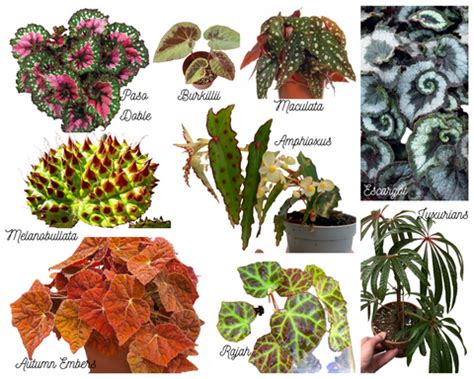 Begonia Varieties & Care - Summerland Gardens