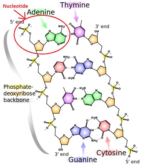 Nucleic Acid Function Structure And Importance Lesson