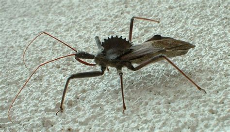 Wheel Bug Whats That Bug