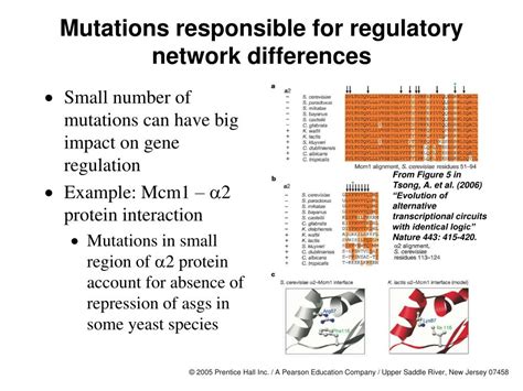 PPT - Mating in yeast PowerPoint Presentation, free download - ID:708568