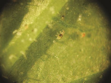 Red Spider Mite Control Tamar Organics