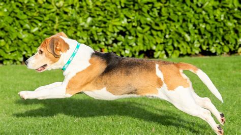 Champion Pet Slimmer Alfie Gets New Leash Of Life Uk News Sky News