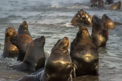 New Zealand Sea Lion - Worldwide Nature