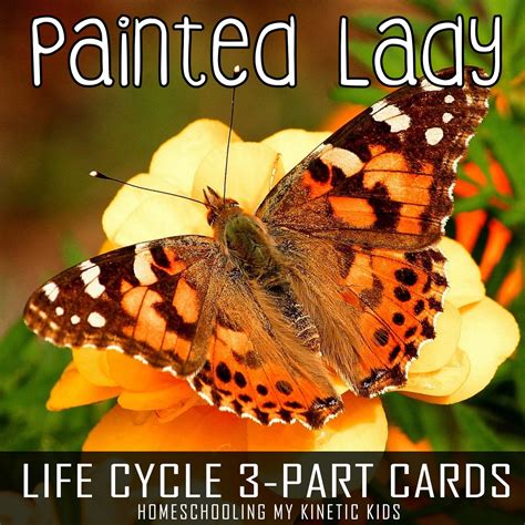 Painted Lady Butterfly Life Cycle 3-Part Cards