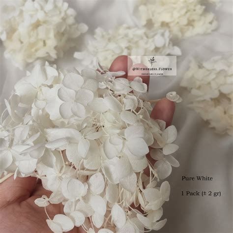 Jual 2 Gr Preserved Hydrangea Grade A Dried Flower Awetan Bunga