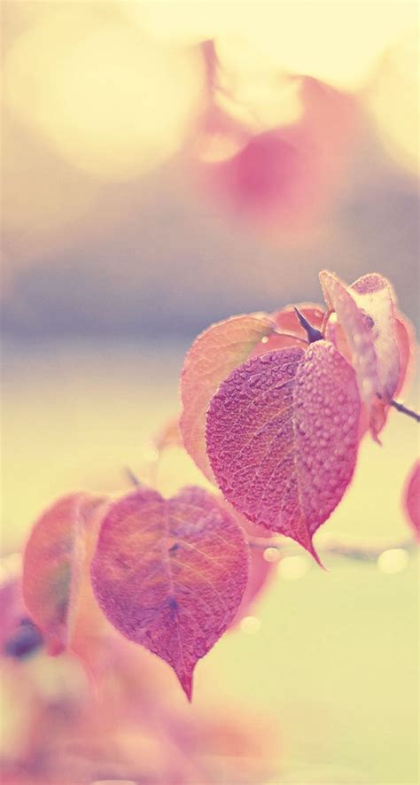 Pink Leaf Wallpapers - Wallpaper Cave