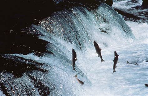 Free picture: adult, sockeye, salmon, enwaterfall, way, river, spawn