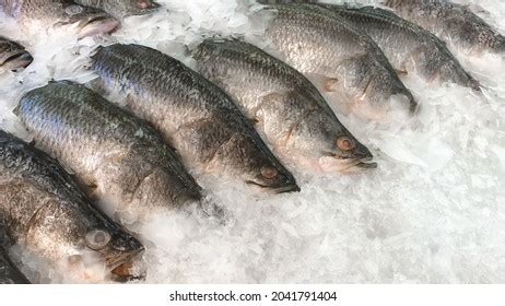 211 Sea Bass And Seabream Images, Stock Photos, 3D objects, & Vectors ...