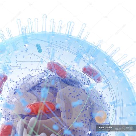 Medical illustration of human cell structure on white background ...