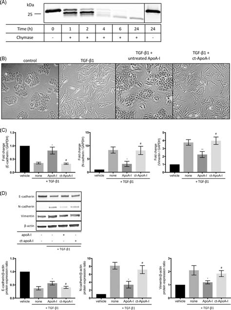 Inhibition Of Tgf Induced Emt In A Cells Through The Degradation