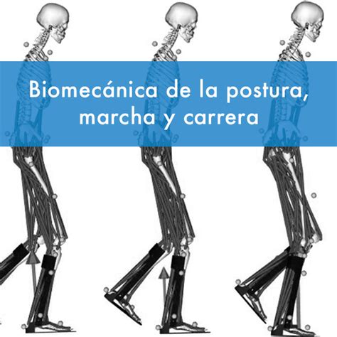 Biomecánica de la Postura marcha y carrera FisioDocent Cursos de