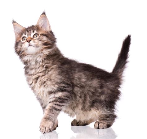 Premium Photo Maine Coon Kitten 2 Months Old Cat Isolated On White Background Portrait Of