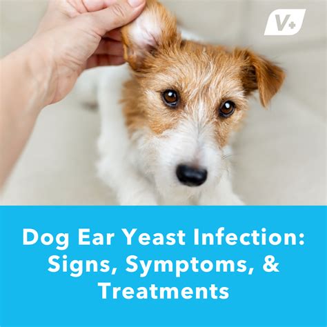 Dog Ear Yeast Infection: Signs, Symptoms, & Treatments | Vetnique ...