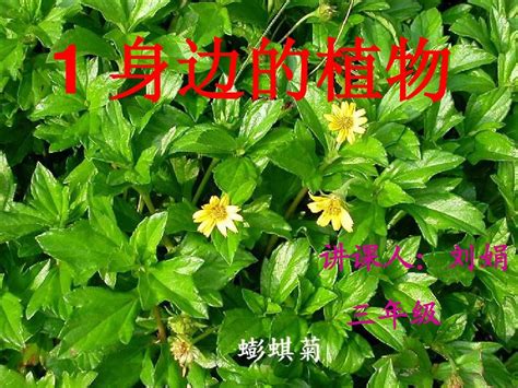 1 身边的植物word文档在线阅读与下载无忧文档