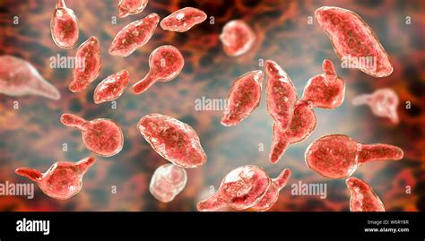 Mycoplasma Genitalium Bacteria Hi Res Stock Photography And Images Alamy