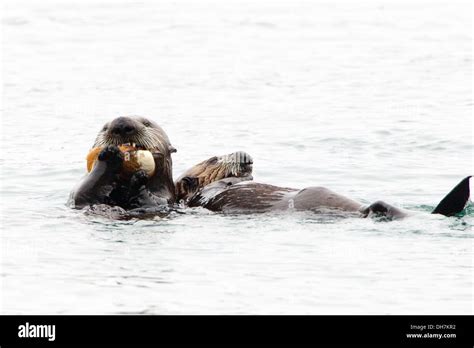 Two Sea Otters Eating Clams Stock Photo - Alamy