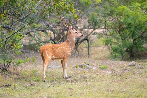 Yala National Park Safari from Ella - Book Online at Civitatis.com