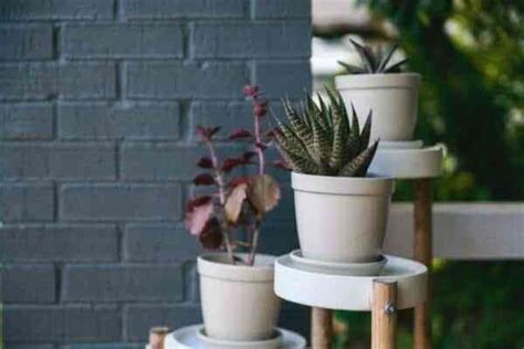 5 Plantas De Interior Para Armar Tu Jungla Urbana En Casa