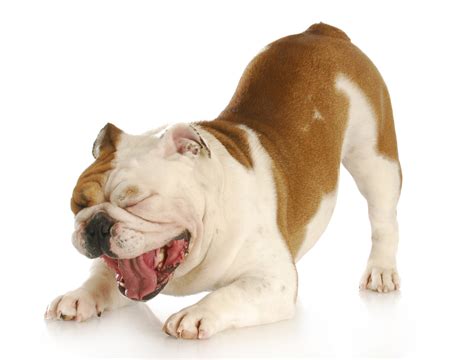 bulldogspot.com | English Bulldog Play