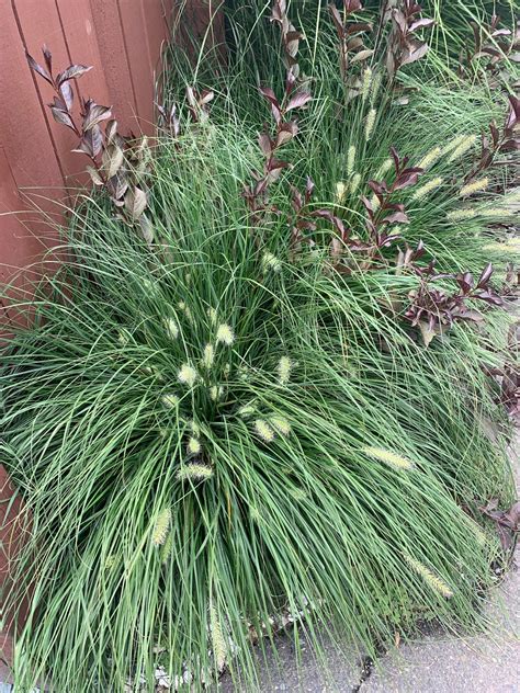 Ornamental Grasses Of Puget Sound Nursery Blog — Ornamental Grasses