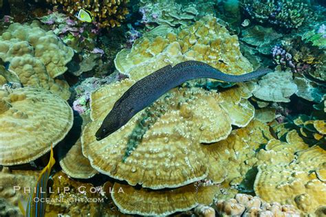 Panamic Green Moral Eel Gymnothorax Castaneus Clipperton Island France