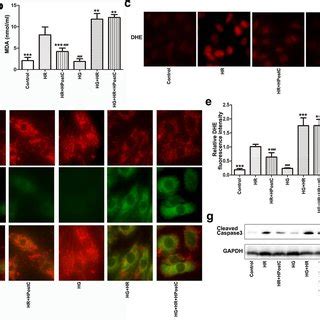 Effects Of IPostC On The Levels Of PHLPP1 Akt And Mst1 In Mice A